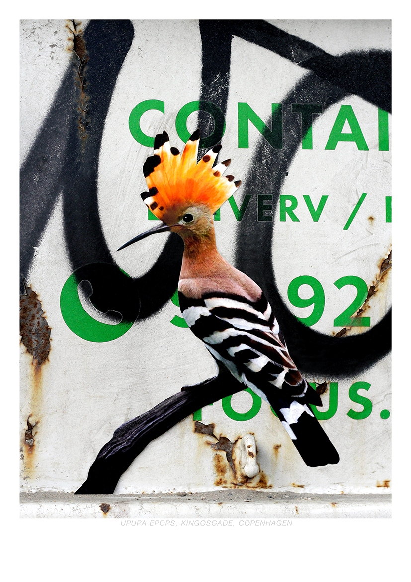 Upupa-Epops-Kingosgade-Copenhagen